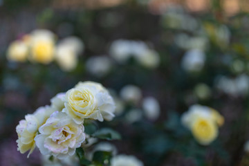 与野公園のバラ