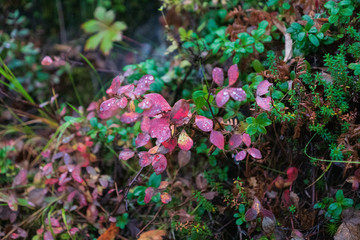 flowers in the autumn