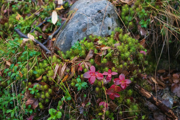 moss on a tree