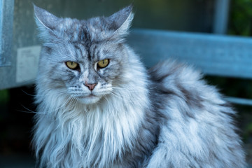 Portret kota rasy Maine coon o srebrno białej sierści i złotych oczach. © katepax