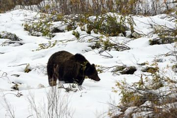 grizzly bear looking for food 