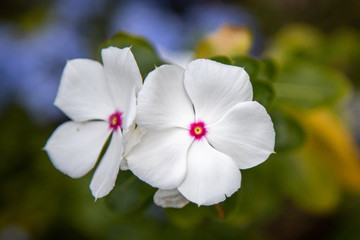 Plakat white flowers in garden