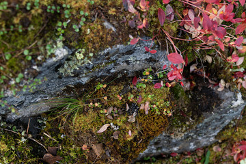 Obraz na płótnie Canvas moss on tree