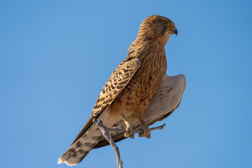 Greater kestler on a branch in Etosha National Park in Namibia