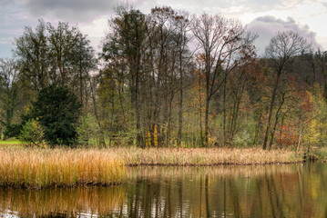 pond with reeds and in the background trees without leaves