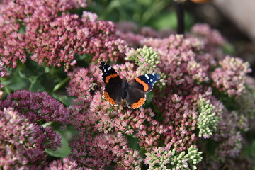 Red Admiral Butterfly