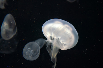 jellyfish in water - obrazy, fototapety, plakaty