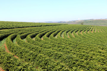 Brazilian coffee plantation, culture or streets © saulo