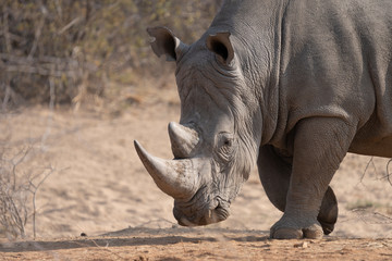 White Rhino of Namibia