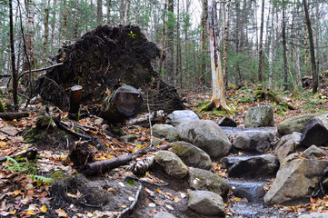 Fallen tree on trail