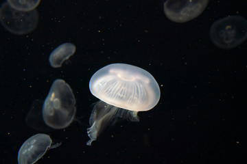jellyfish in water