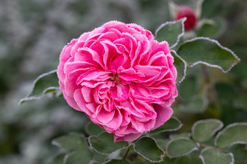 Rose Leonardo da Vinci in Pink mit Raureif