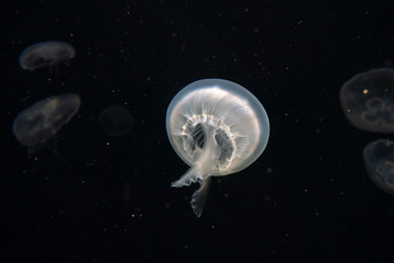 jellyfish in the sea