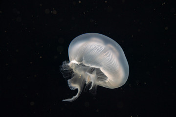 jellyfish in water © KsDear