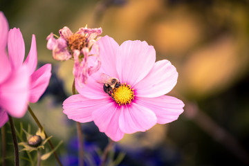 bee on flower