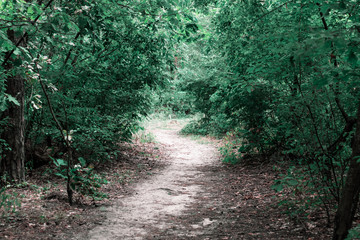Path in the dark forest. Forest path among green trees