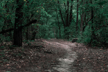 Path in the dark forest. Forest path among green trees