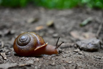 snail on forest floor 