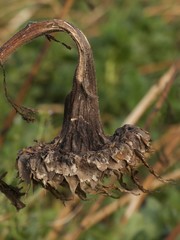 Dead sunflower
