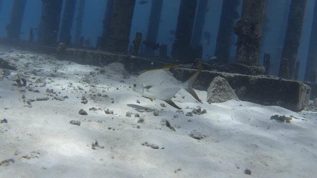 Snubnose pompano feeds on the seabed near the jetty. Maldives. 4K stock video footage