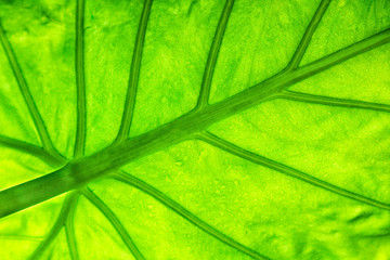Green leaf texture
