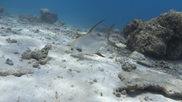 Snubnose pompano feeds on the ocean floor. Indian ocean, Maldives. 4K