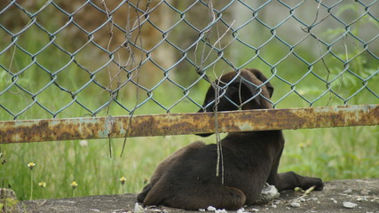 dog in a cage