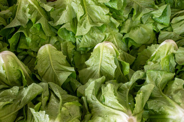 Lettuce with water drops at a organic farmers market 