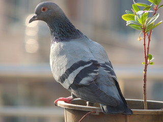 Pigeon on Flower Vase