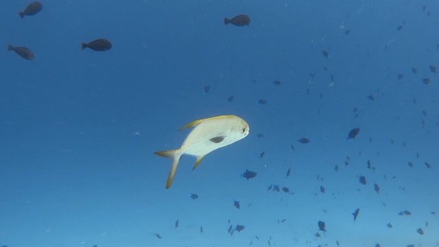 Snubnose pompano fishes swimming in the blue sea. Indian ocean. 4K