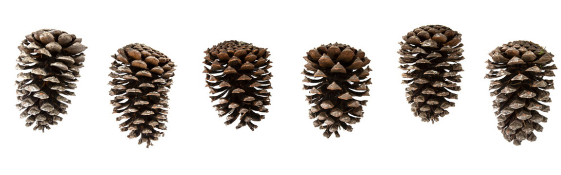 Gold 18 Pi/èces D/écorations De Pommes De Pin De No/ël D/écorations De Boules De Sapin No/ël Pomme Pin Naturel Avec Pendentif Cha/îne Or//Argent//Or et Argent Pommes De Pin Pour D/écorations De No/ël