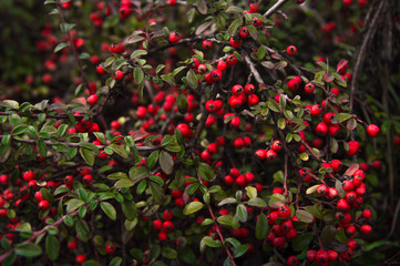Obraz premium Red dense berries of cotoneaster on branches. Autumn natural background. Decorative ground cover shrubs for garden.