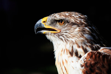 Hawk profile