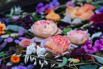 Summer composition with garden flowers and leaves on the water surface, black background
