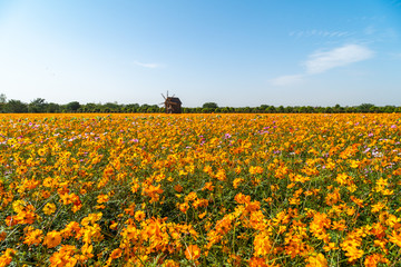 Panorama of flowers field and blue sky with white clouds.Blooming  flowers. Growing  flower swaying on wind, harvest,loated Jingzhou China.