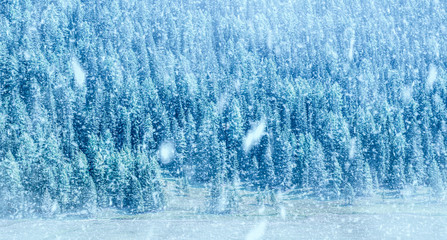 Fototapeta na wymiar Snowstorm on forest on mountains