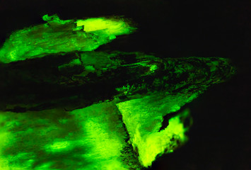 Bioluminescent wood glowing in the dark, rare unique background texture