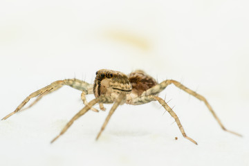 spider isolated macro close up on white background