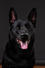 Tranquil smooth haired black dog at studio