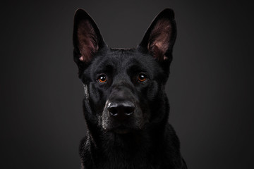 Tranquil smooth haired black dog at studio