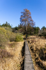 Wandern im hohen Venn