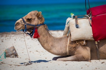 Camel against blue sky. Camel is traditional arab desert animal