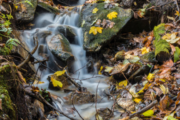 kleiner Bach durch einen Herbstwald mit Ahornblättern