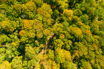 Arbres dans une for&ecirc;t ou un bois au d&eacute;but de l'automne