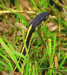 Serpent, couleuvre rayée (Thamnophis sirtalis)
