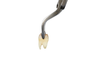 tooth in dental instrument, elevator for extraction
