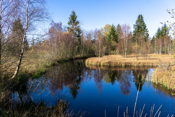 Obraz premium Wandern im hohen Venn
