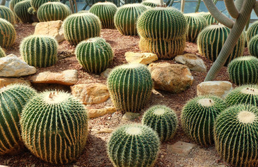 Golden Barrel Cactus planted on a small rock in an arid botanical garden