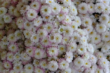 top view dense white pink chrysanthemum flowers. beautiful wallpaper