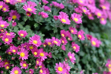 Fototapeta na wymiar close up many purple daisy flowers. blur background